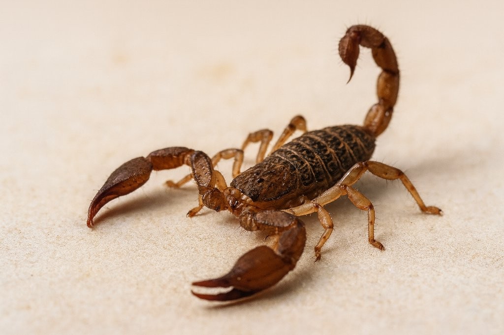 Akrep İlaçlama görseli