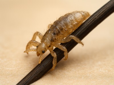 Bit İlaçlama görseli