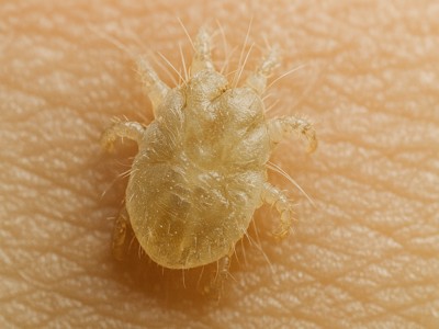 Uyuz İlaçlama görseli